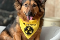Dewey Corgi Tripawd