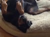 Tripawd Doberman