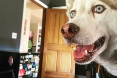 Freyja Husky Tripawd Dog