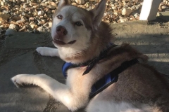 Freyja Husky Tripawd Dog