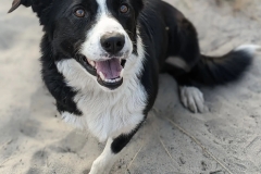 Gidge the Tripawd Pet Commissioner in Missoula County