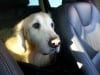 HenryRoadTrip3w