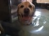 Homer the Tripawd