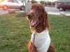 Irish setter Tripawd