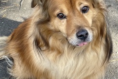 Franklin Tripawd Dog