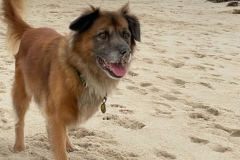 Tripawd Jake