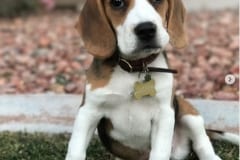 Jasper the Beagle Tripawd