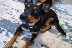 Juni's Tripawd Tuesday Ambassador Story