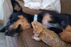 Juni's Tripawd Tuesday Ambassador Story
