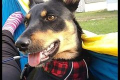 Juni's Tripawds Ambassador Story