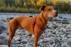 Lego the Senior Amputee Dog