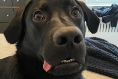 Luca the Tripawd