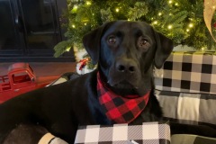 Chondrosarcoma in young dog Luca