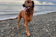 Maddie at the beach