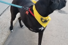 Maggie the Texas Tripawd