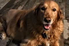Max Tripawd Hero