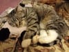 Oscar the Tripawd Cat