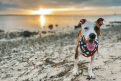 RaleighRoo the Tripod Terrier