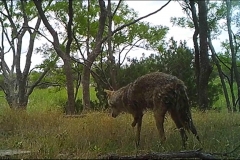 Resilient Three Legged Coyote