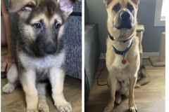 Rookie the Painting Amputee GSD