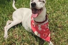 Senior Dog Ruby