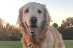 Sunshine 1 Year Ampuversary