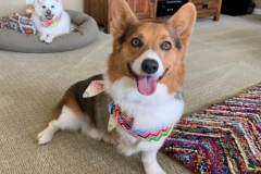 Shadow the Corgi Tripawd