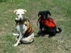 Spree and Elsie