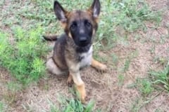 Tripawd German Shepherd Puppy