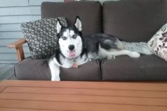 Tripawd Husky Rescue Trinity