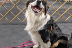 Three legged Australian Shepherd Puppy Tripp