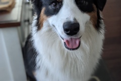 Three legged Australian Shepherd Puppy Tripp