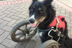 Senior Amputee dog Ziggy in wheelchair