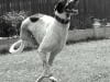 Three Legged Grey Hound Dexter Running