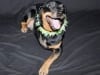 three legged rottie dymond