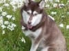 Three Legged Rescue Malamute Peg