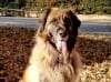 Three Legged Leonberger Nollie