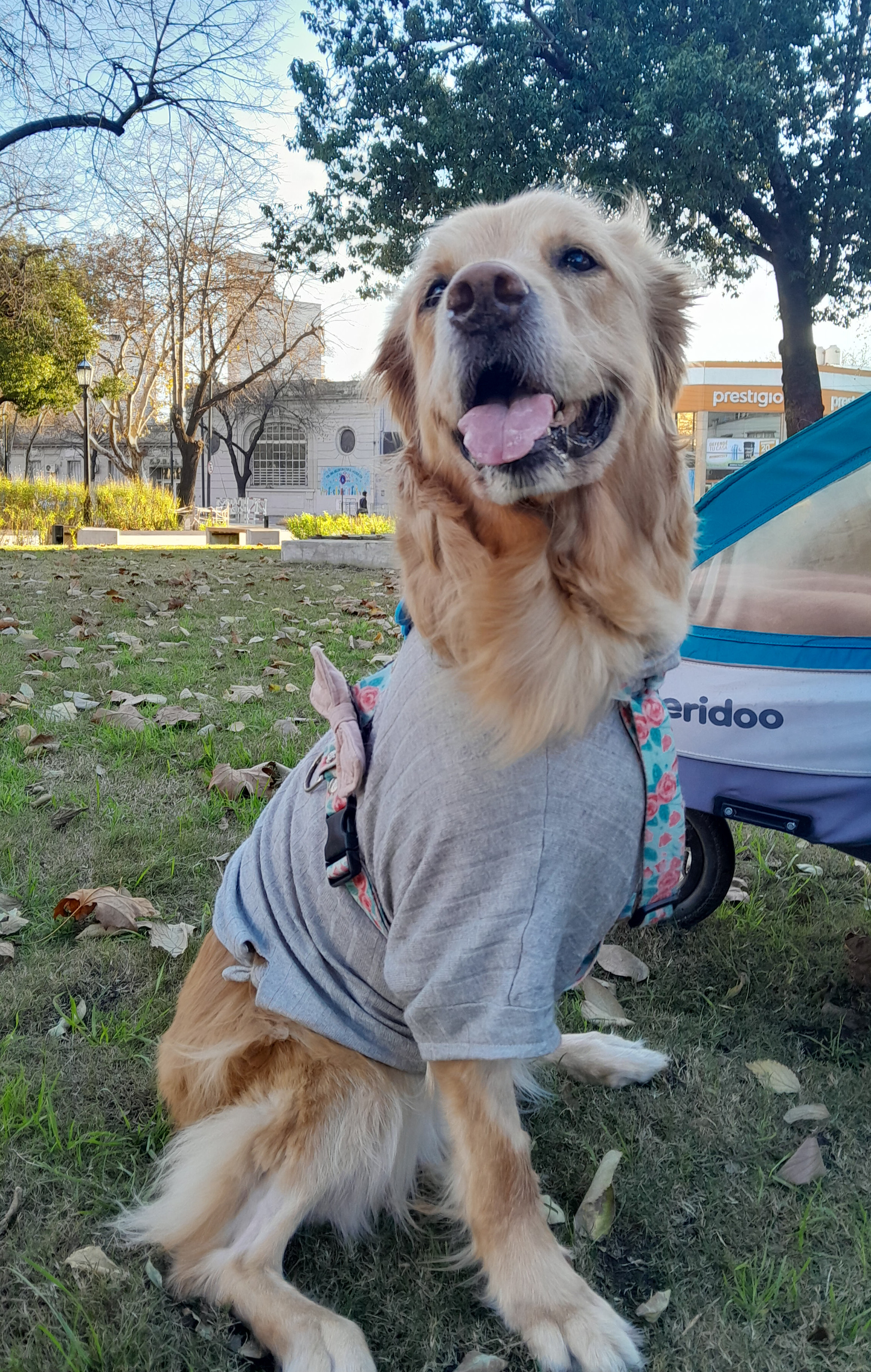 Tripawd Eva at the park