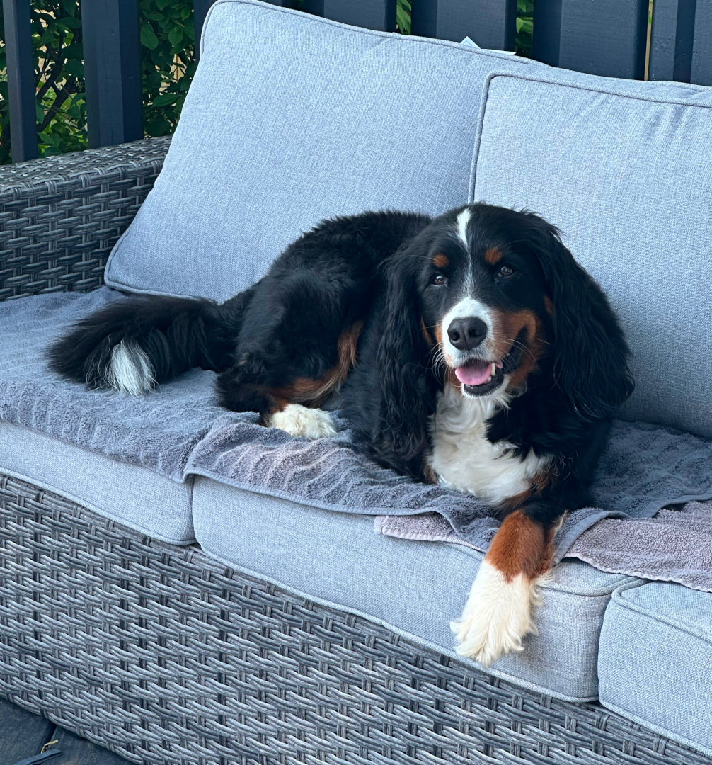 Mini Bernese Mountain Dog Tripawd Rex