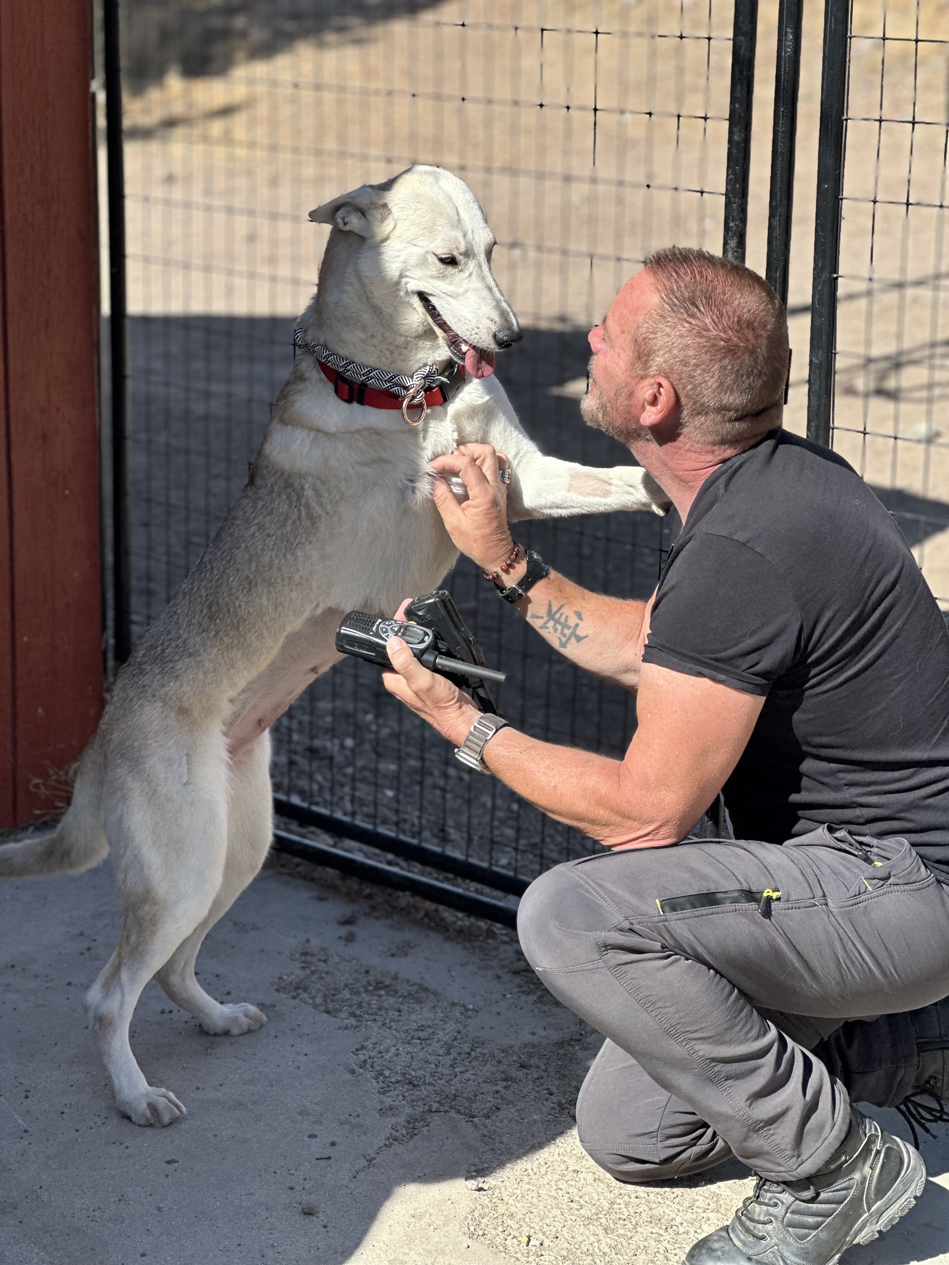 Wolf or dog? Wolfie is both! 