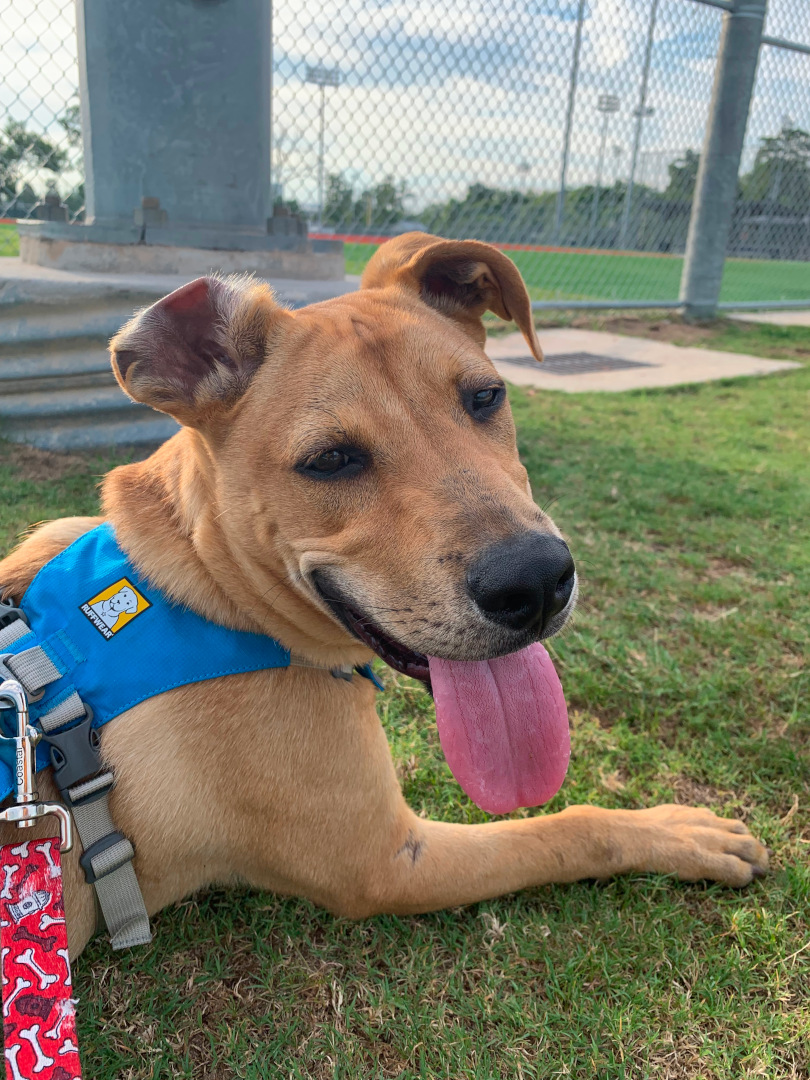 Rochee wears a Flagline harness.