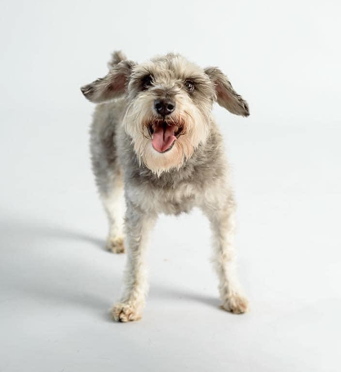 Tripawd Mini Schnauzer Piper (Image: Kelly Mullins)