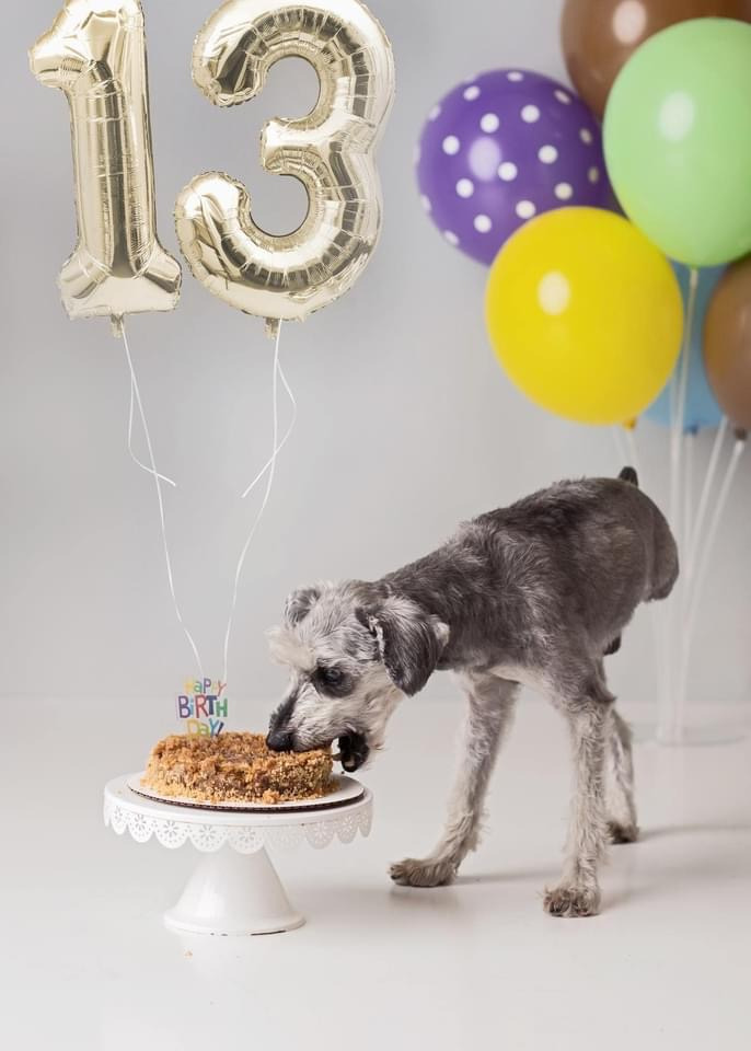 Senior Tripawd Mini Schnauzer Piper (Image: Kelly Mullins)