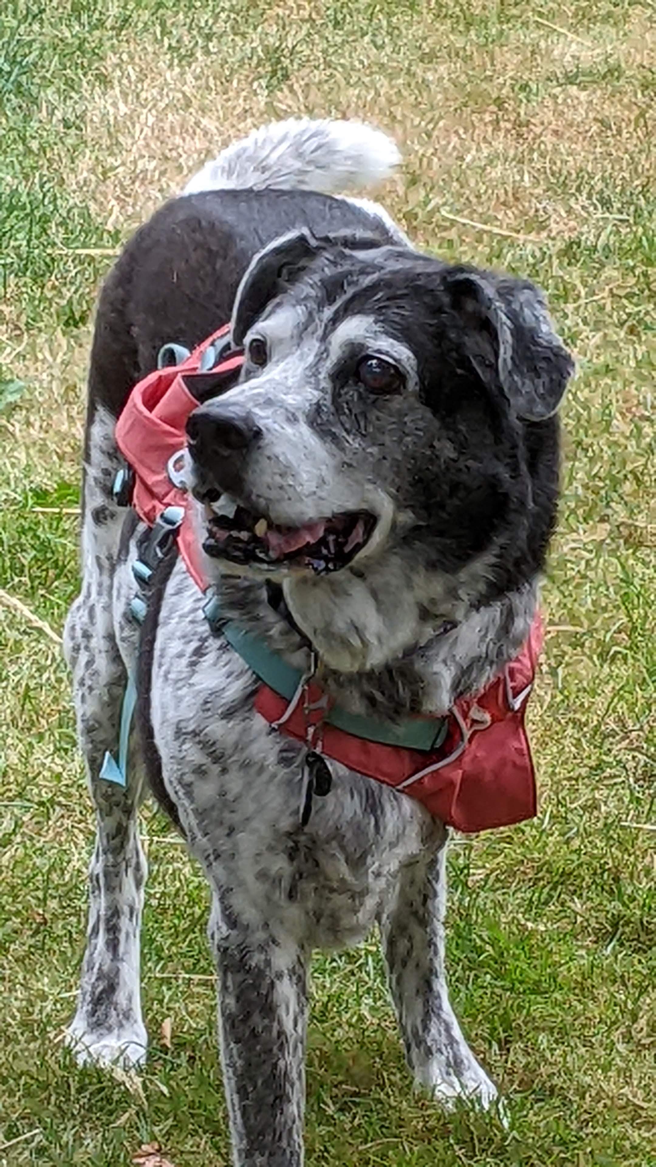 Mayhem the senior Tripawd hero