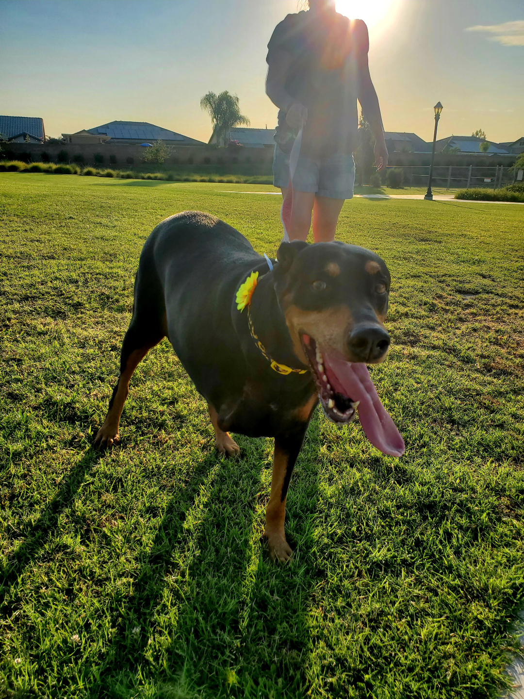 Sasha three legged Doberman