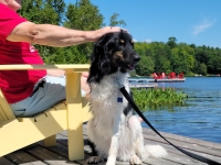 Rescue Tripawd Vienna from Lebananon
