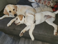 3-legged puppy Cora Jean