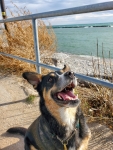 Texas Tripawd Rescue Zuko