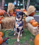 Texas Tripawd Rescue Zuko