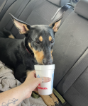 Maximus Puppy Tripawd